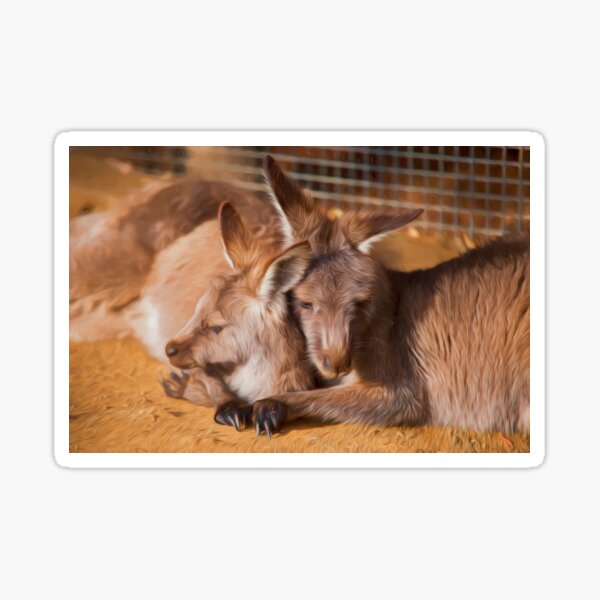 Cuddling Kangaroos (digital painting) Sticker