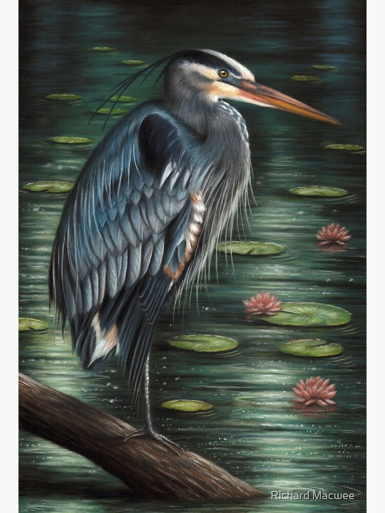 Portrait of a Great Blue Heron by richardmacwee