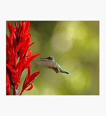 Hummingbird Photographic Print