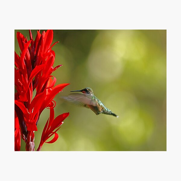 Item preview, Hummingbird designed and sold by Enola Gay Wagner.
