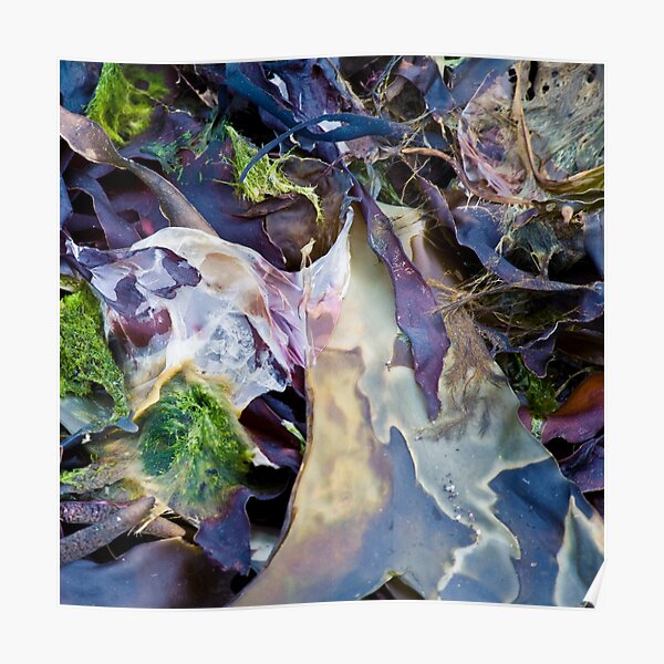 seaweed Poster