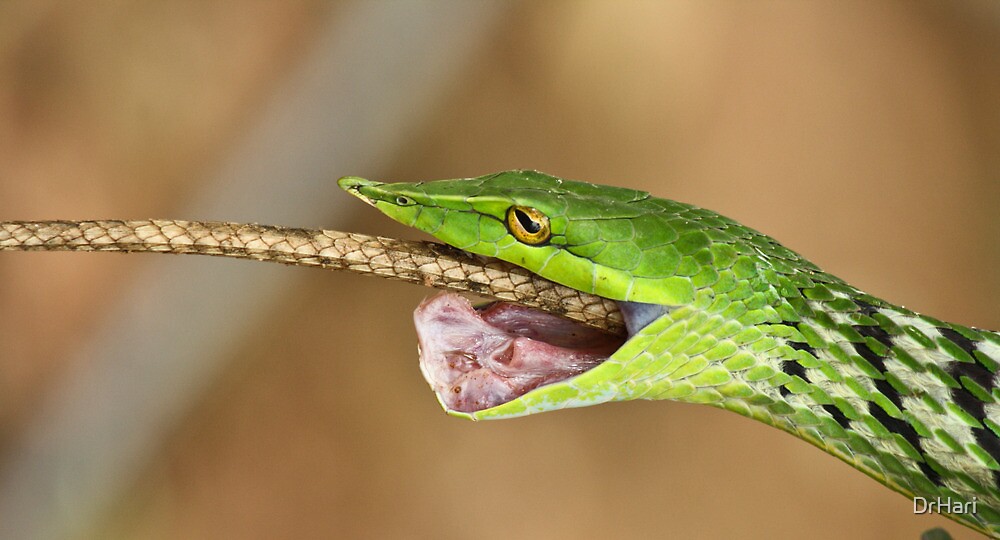 The Green Predator Vine Snake Garden Lizard India By Drhari