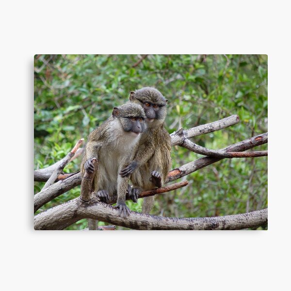 Morning Cuddle Canvas Print