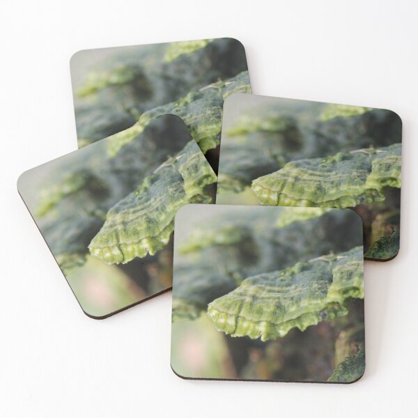 Item preview, Trametes in decay designed and sold by cuprum.