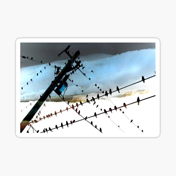 Bird Life ~ A series: cross communication Sticker