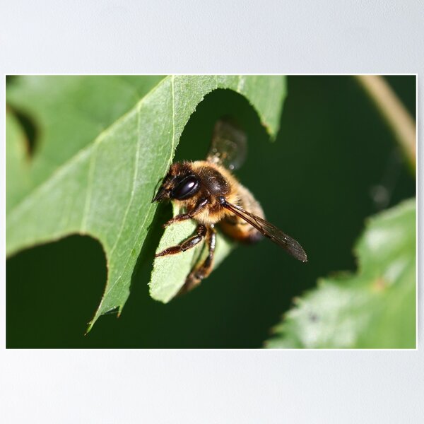 Item preview, Patchwork leaf cutter bee designed and sold by GreyFeatherPhot.