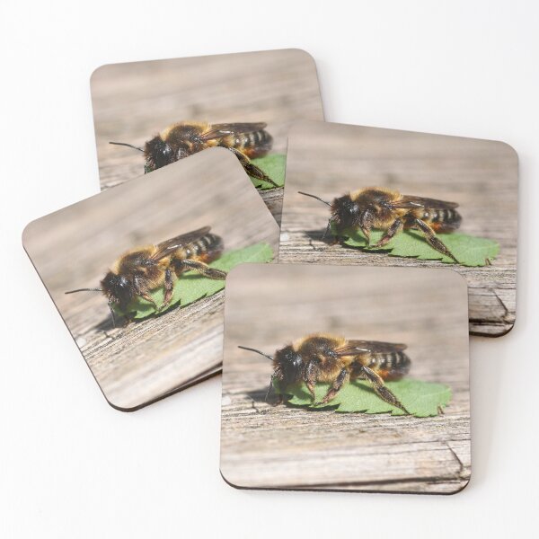 Item preview, Leafcutter bee collecting leaves designed and sold by GreyFeatherPhot.