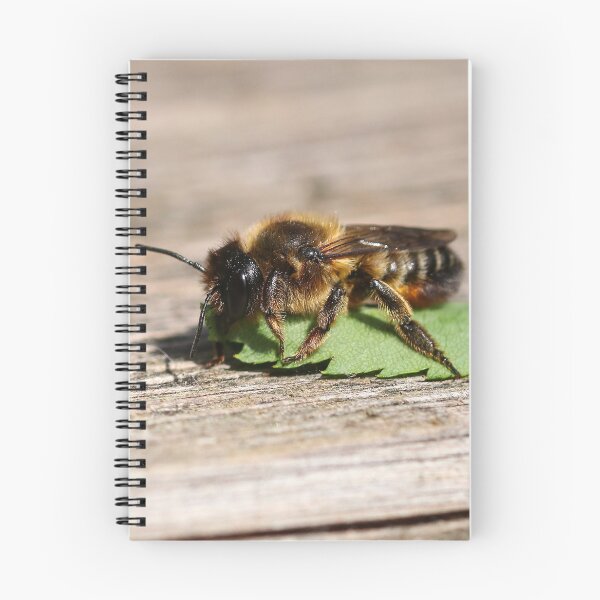 Item preview, Leafcutter bee collecting leaves designed and sold by GreyFeatherPhot.