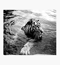 Tiger Photographic Print