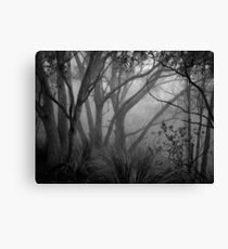 Scary Trees- Morialta Canvas Print