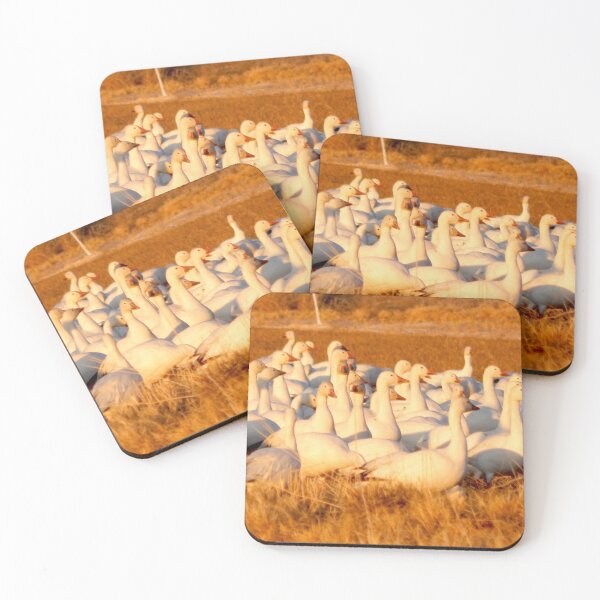 Item preview, White geese, snow geese, orange field designed and sold by Stephanie  Skeem.