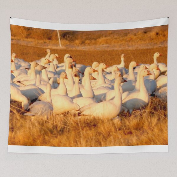 Item preview, White geese, snow geese, orange field designed and sold by Stephanie  Skeem.