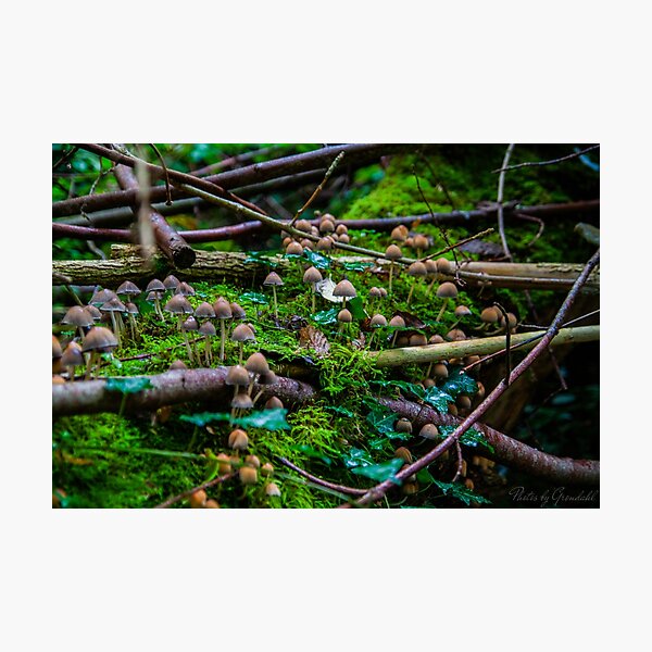 Item preview, Mushrooms on a log designed and sold by Michael Grøndahl.
