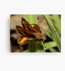 Dart Canvas Print
