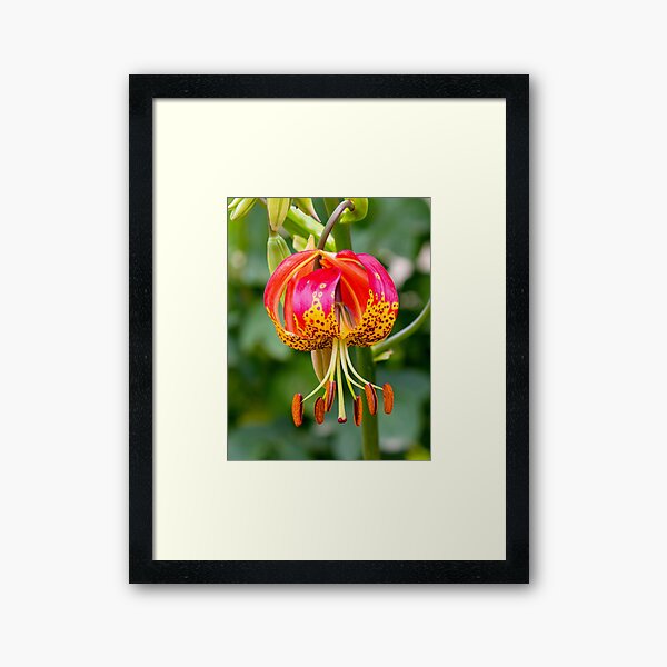 Item preview, Stamens designed and sold by bidkev1.