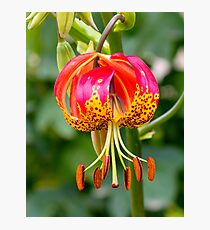 Stamens Photographic Print