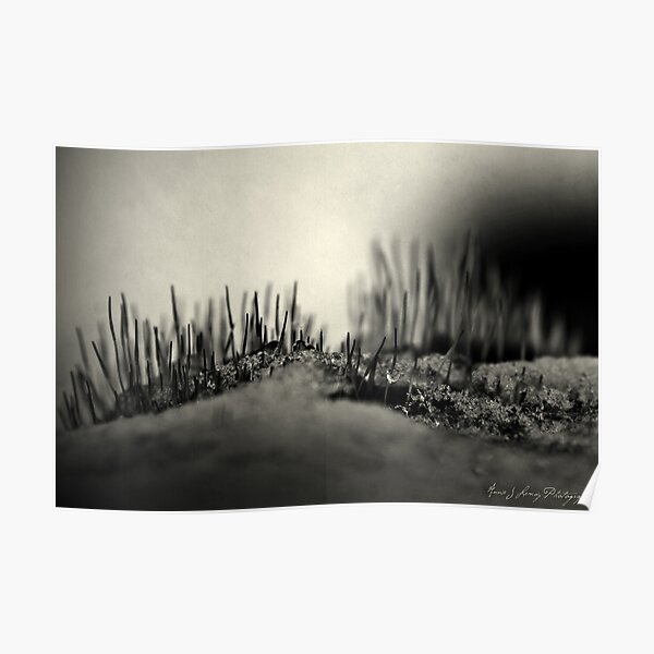 Magic in Moss Poster