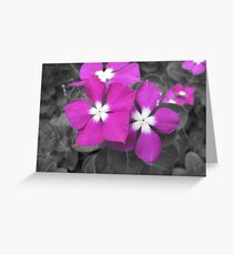 Solo color Greeting Card