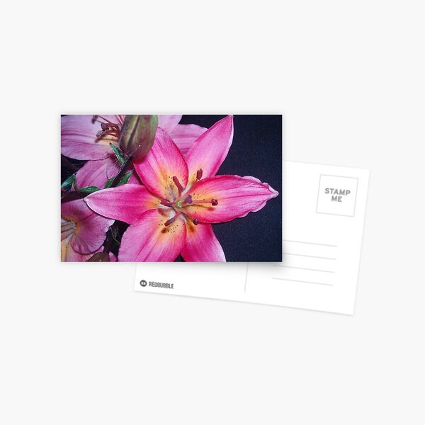 A flower for Blanchot Postcard