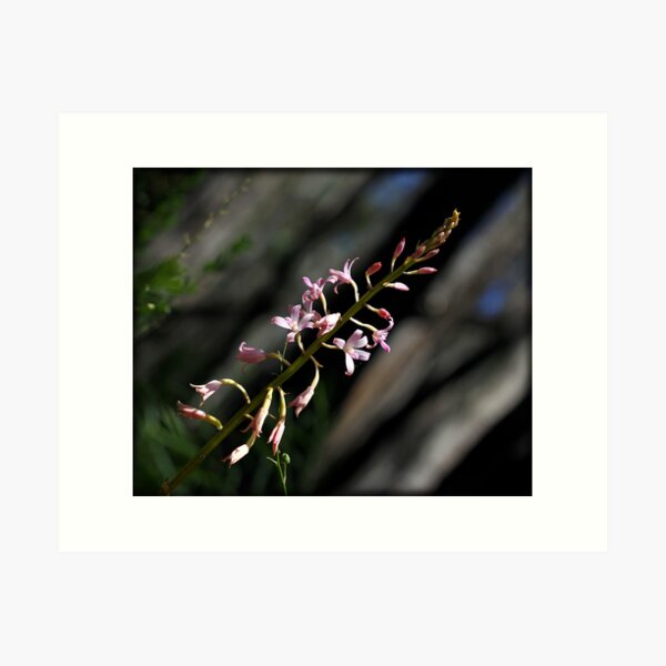 Item preview, ~ Hyacinth Orchid ~ designed and sold by LeeoPhotography.
