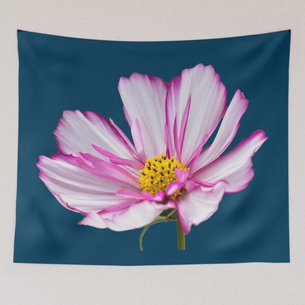 Artikelvorschau, Geschenkidee Foto zarte Blume Cosmea entworfen und verkauft von Katja LebenFreude.