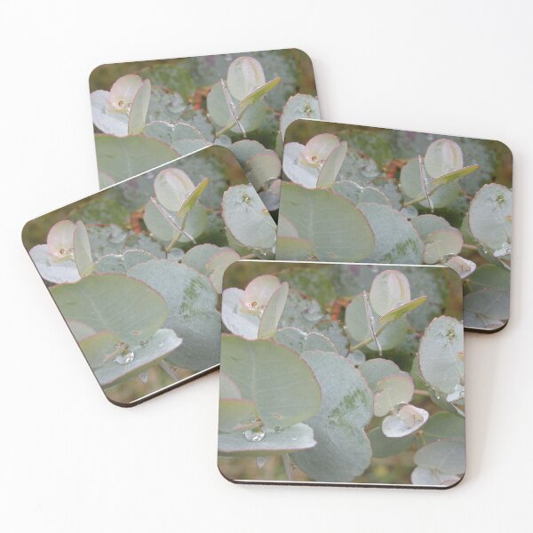 Item preview, Young Eucalypt Leaves, Cradle Mountain, Tasmania, Australia. designed and sold by kaysharp.