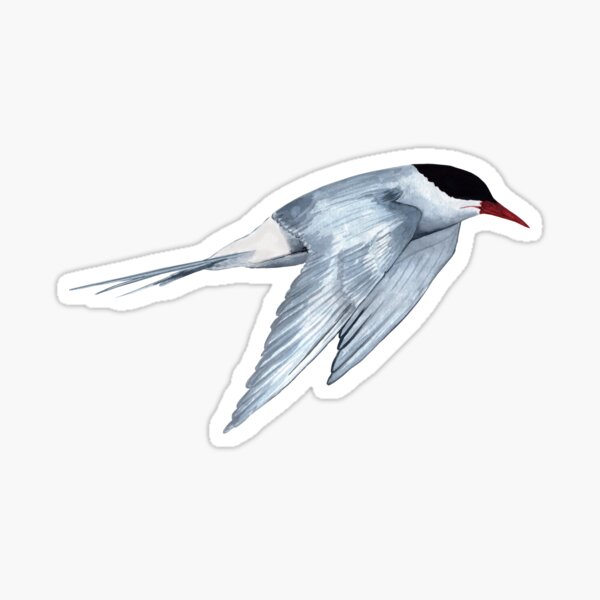 ARCTIC TERN Sticker