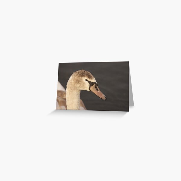 Swan - Caldecotte Lake Milton Keynes Greeting Card