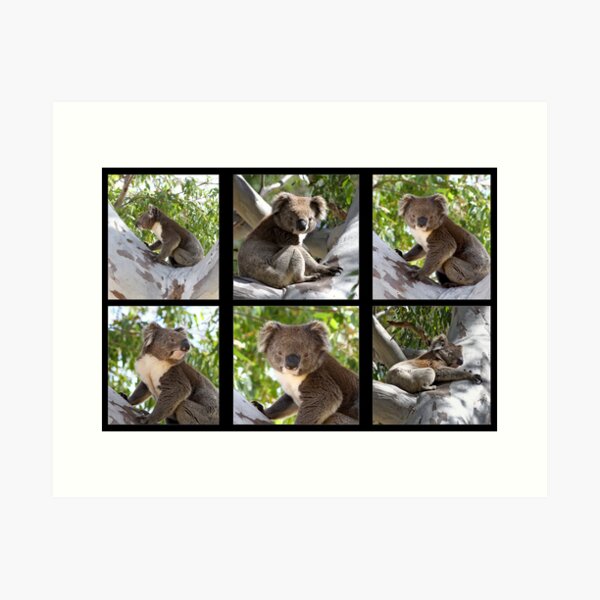 Item preview, ~ Australian Koala ~ designed and sold by LeeoPhotography.
