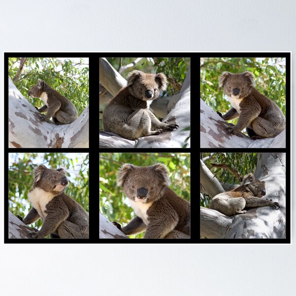 Item preview, ~ Australian Koala ~ designed and sold by LeeoPhotography.