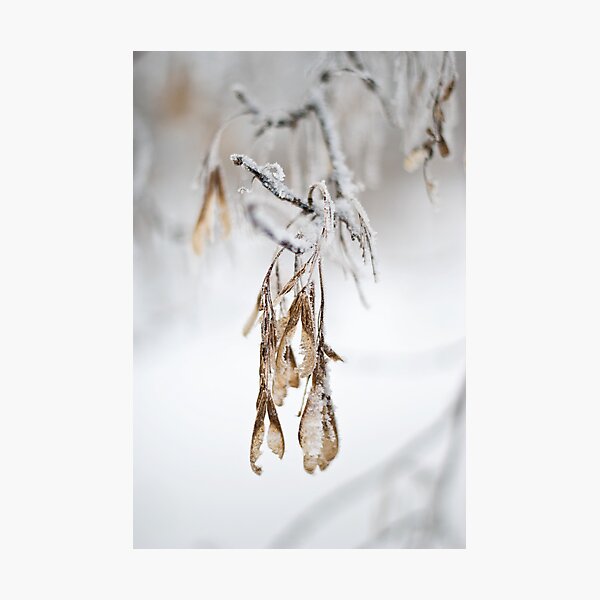 Item preview, Back Yard Frost designed and sold by Crystal Zacharias.