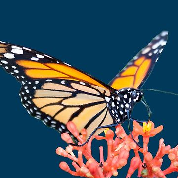 Vorschaubild zum Design Geschenkidee Schmetterling Monarchfalter auf Blüte von Katja LebenFreude