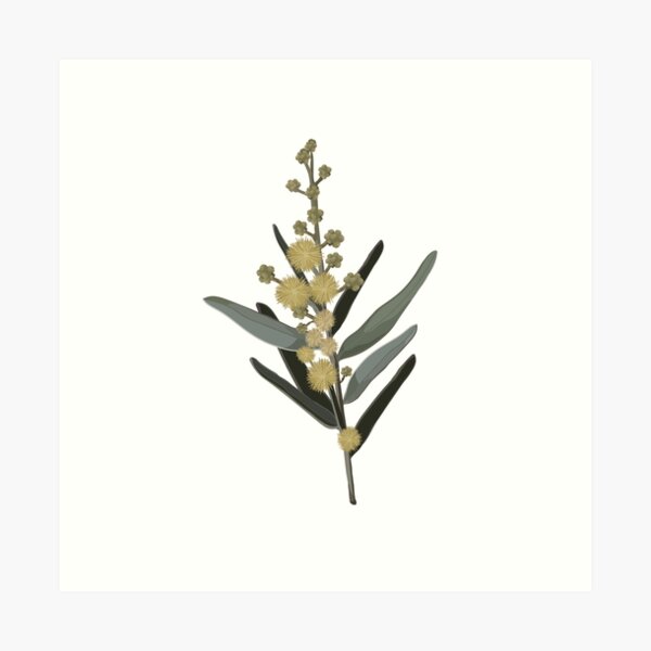 Vintage Wattle WildFlower Pattern - Vintage Greens and Yellows Art Print