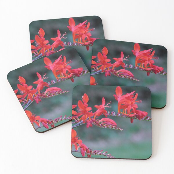 Item preview, Crocosmia Lucifer - Montbretia designed and sold by Sharon Perrett.
