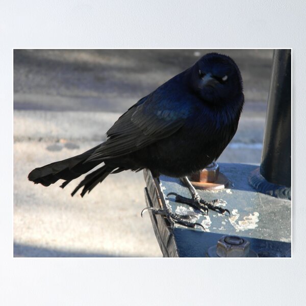 Item preview, "Chemically Imbalanced" Grackle designed and sold by Navigator.