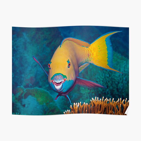 Papageifisch | Bin ich schön? | Poster