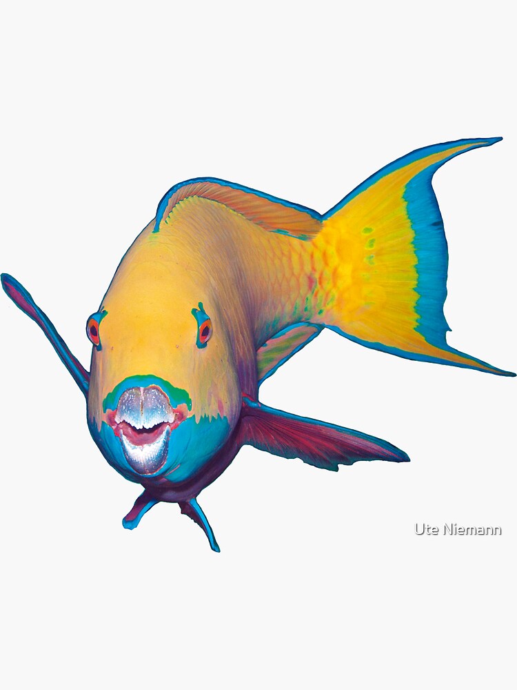 Parrotfish | What a striking make-up! | by Ute-Niemann