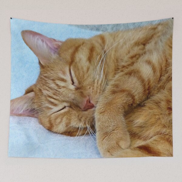 Item preview, Sleeping Cat designed and sold by Frankie Cat Photography.
