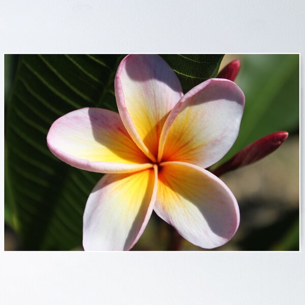 Artikelvorschau, Pink Frangipani entworfen und verkauft von Tamara Dandy.