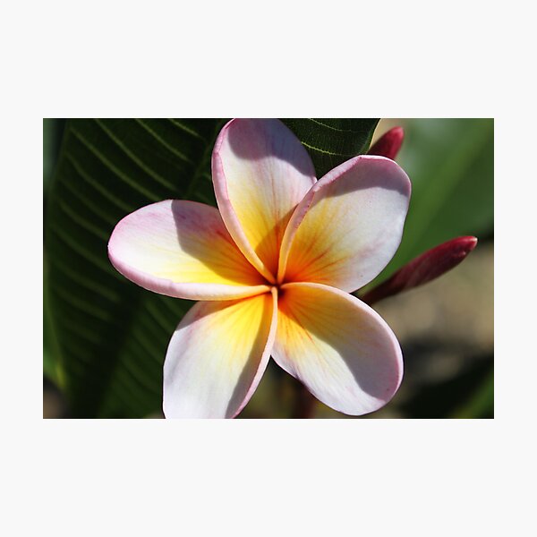 Item preview, Pink Frangipani designed and sold by Tamara Dandy.