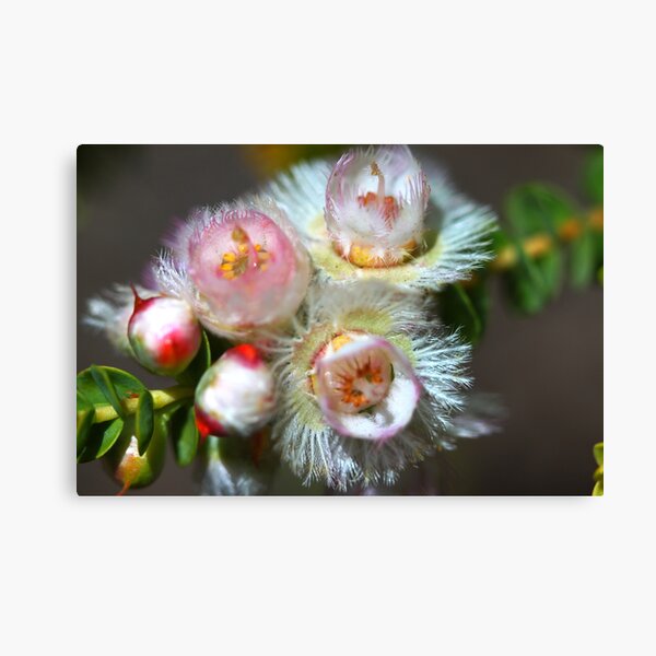 Item preview, Verticordia albida designed and sold by andrachne.