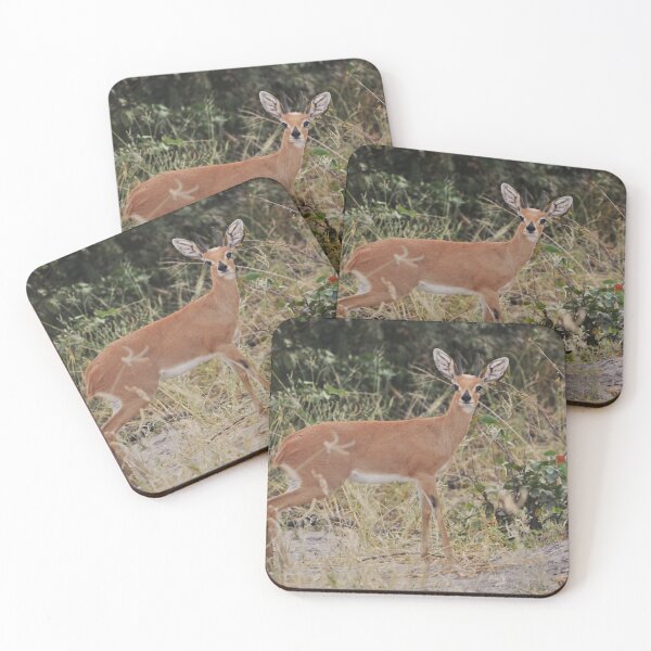 Item preview, Steenbok in the Okavango Delta designed and sold by MinkMaguari.