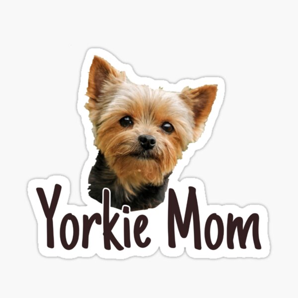 Hotfix Strass Glas Bügelbild Dog Hund Yorkshire Yorki 130501-B Karostonebox 