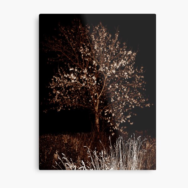 Ash Metal Print