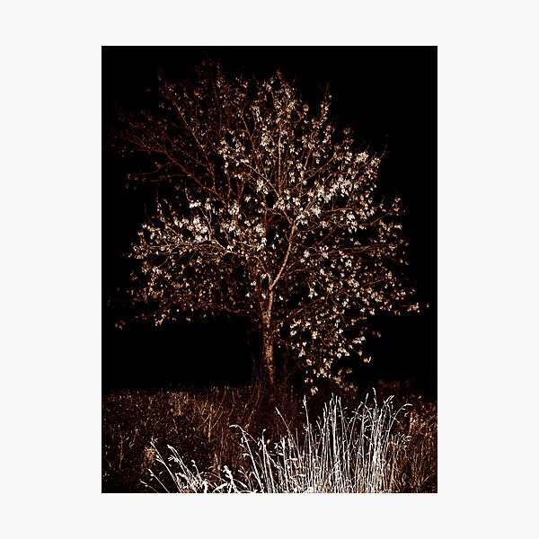 Ash Photographic Print