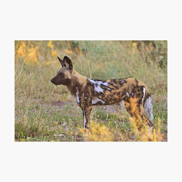 Wild Dog Cubs Fight For Food - Wildlife Photography Prints For Sale