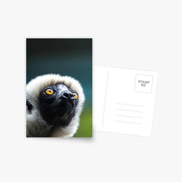 Sifaka Postcard
