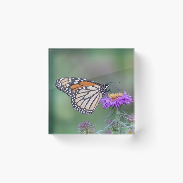 Item preview, Monarch 2019-5 designed and sold by Thomasyoung.