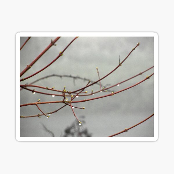 Rain drops on trees Sticker