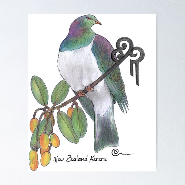 Kereru Wall Art for Sale